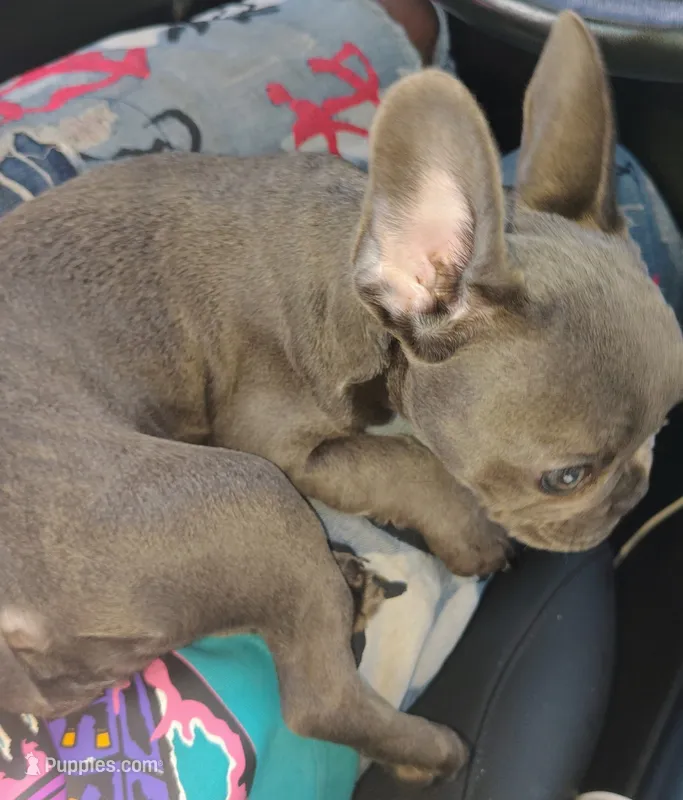 Bella (AKC) – French Bulldog puppy for sale in Dallas, TX
