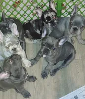 Bella (AKC), a female French Bulldog for sale in Dallas, TX – 2 of 2