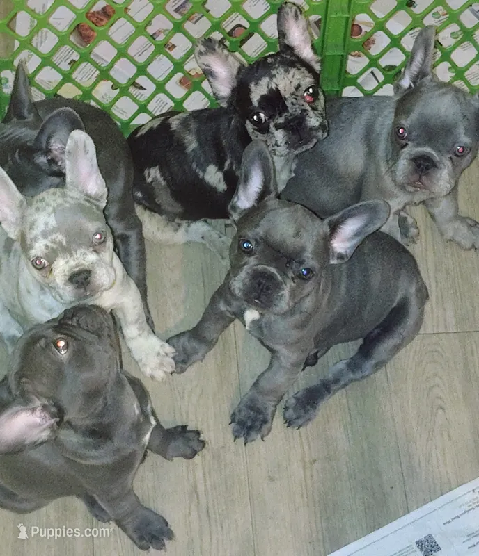 Cocoa Puff – French Bulldog puppy for sale in Jacksonville, FL