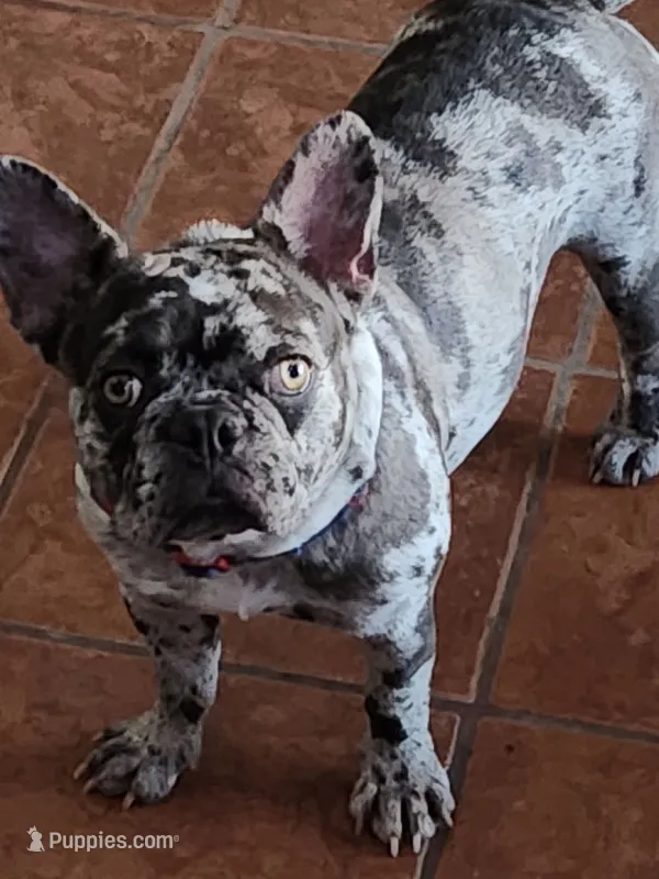 Picasa (AKC) – French Bulldog puppy for sale in Dallas, TX