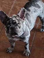 Picasa (AKC), a female French Bulldog for sale in Dallas, TX – 1 of 1