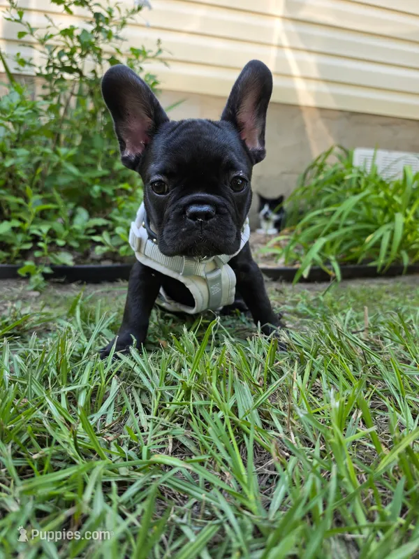 Batman – French Bulldog puppy for sale in Jacksonville, FL