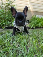 Batman, a male French Bulldog for sale in Jacksonville, FL – 1 of 1