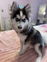Teddy, a male Pomsky for sale in Westminster, MA – 2 of 8