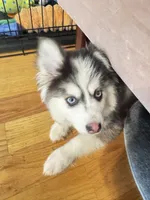 Teddy, a male Pomsky for sale in Westminster, MA – 5 of 8