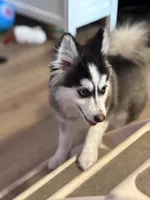 Teddy, a male Pomsky for sale in Westminster, MA – 4 of 8