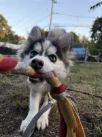Teddy, a male Pomsky for sale in Westminster, MA – 6 of 8