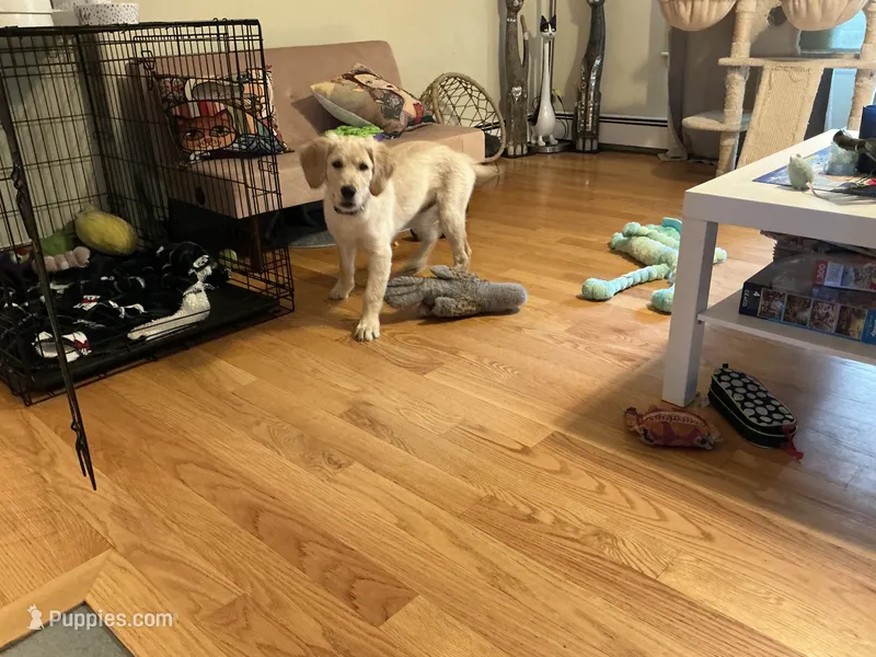 Milo – Golden Retriever puppy for sale in Westminster, MA