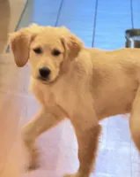 Milo, a male Golden Retriever for sale in Westminster, MA – 2 of 3