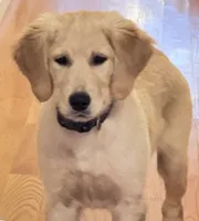 Milo, a male Golden Retriever for sale in Westminster, MA – 3 of 3