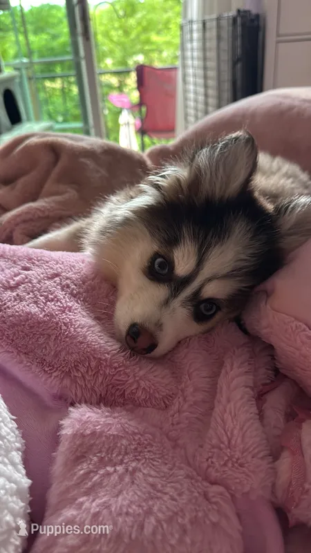 Teddy – Pomsky puppy for sale in Westminster, MA
