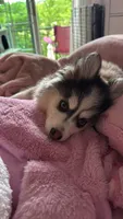 Teddy, a male Pomsky for sale in Westminster, MA – 1 of 8