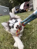 Teddy, a male Pomsky for sale in Westminster, MA – 3 of 8