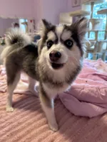 Teddy, a male Pomsky for sale in Westminster, MA – 8 of 8