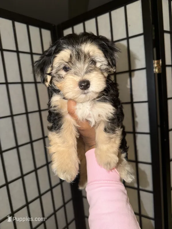 Brownie – Maltipoo puppy for sale in North Miami, FL