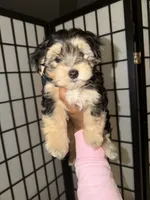 Brownie, a male Maltipoo for sale in North Miami, FL – 3 of 4