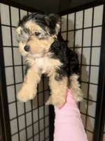 Brownie, a male Maltipoo for sale in North Miami, FL – 2 of 4