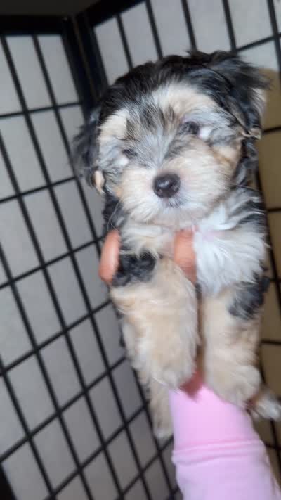 Brownie, a male Maltipoo for sale in North Miami, FL – 4 of 4