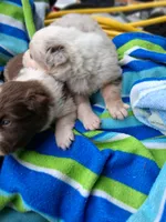 Red merle boy, a male Australian Shepherd for sale in Asheville, NC – 3 of 3