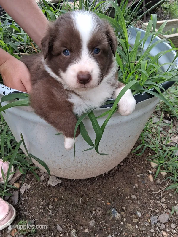 Red tri girl – Australian Shepherd puppy for sale in Asheville, NC