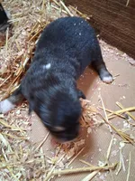 Black tri girl, a female Australian Shepherd for sale in Asheville, NC – 1 of 1