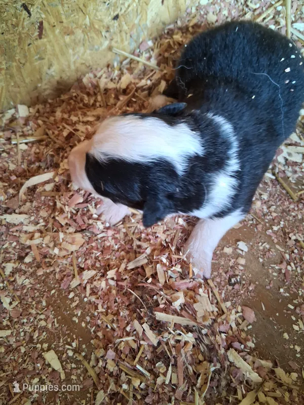 Black tri girl – Australian Shepherd puppy for sale in Asheville, NC