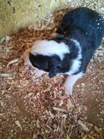 Black tri girl, a female Australian Shepherd for sale in Asheville, NC – 1 of 1
