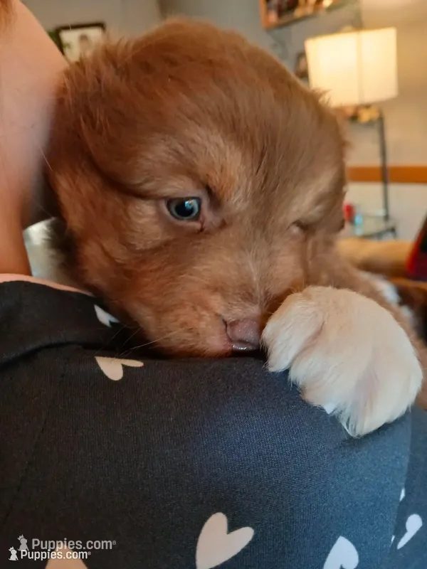 Red boy – Australian Shepherd puppy for sale in Asheville, NC