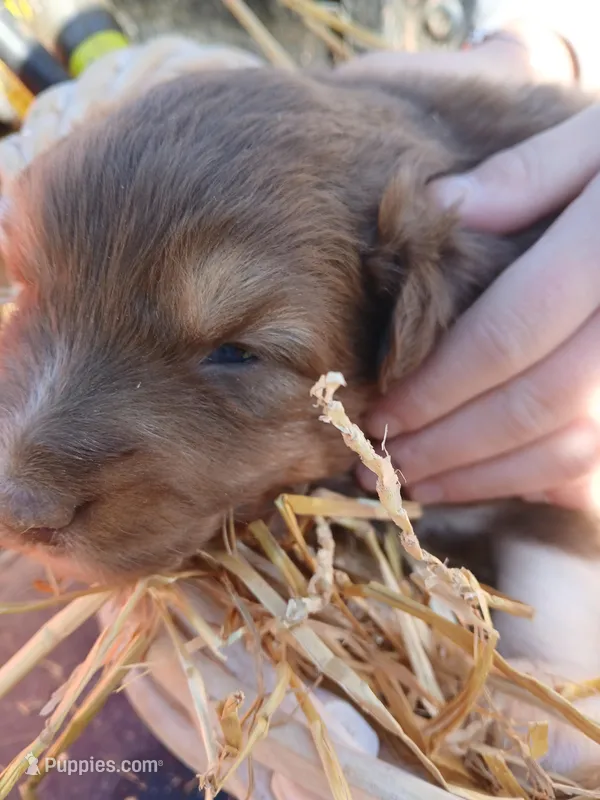 Red boy – Australian Shepherd puppy for sale in Asheville, NC