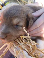 Red boy, a male Australian Shepherd for sale in Asheville, NC – Photo 1 of 3