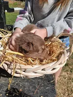 Red boy, a male Australian Shepherd for sale in Asheville, NC – Photo 2 of 3