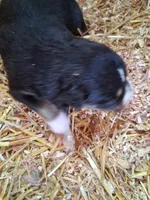 Black tri girl, a female Australian Shepherd for sale in Asheville, NC – 1 of 1