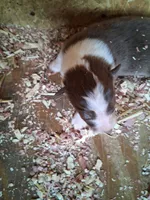 Red tri girl, a female Australian Shepherd for sale in Asheville, NC – 1 of 1