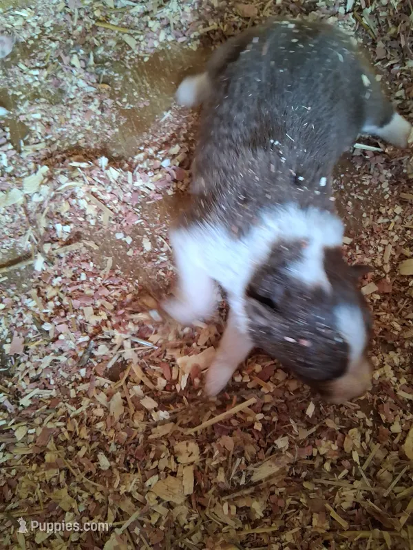Red tri – Australian Shepherd puppy for sale in Asheville, NC