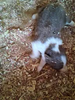 Red tri, a female Australian Shepherd for sale in Asheville, NC – 1 of 1