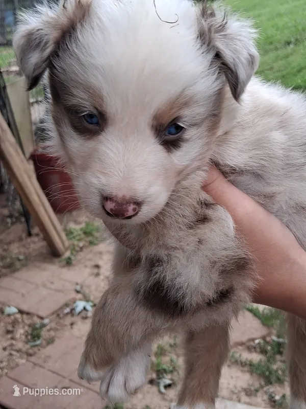 Red merle boy – Australian Shepherd puppy for sale in Asheville, NC