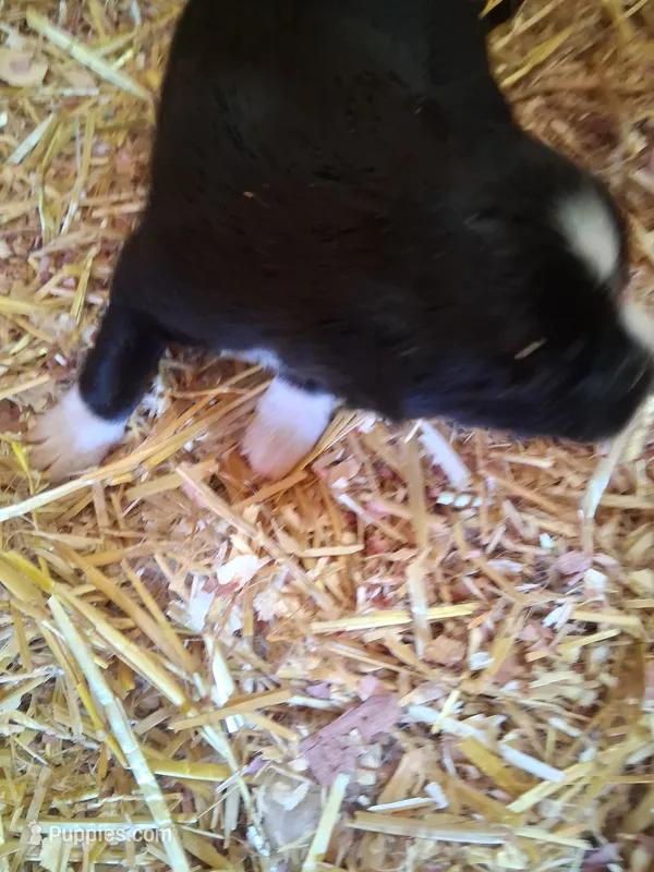 Black tri girl – Australian Shepherd puppy for sale in Asheville, NC