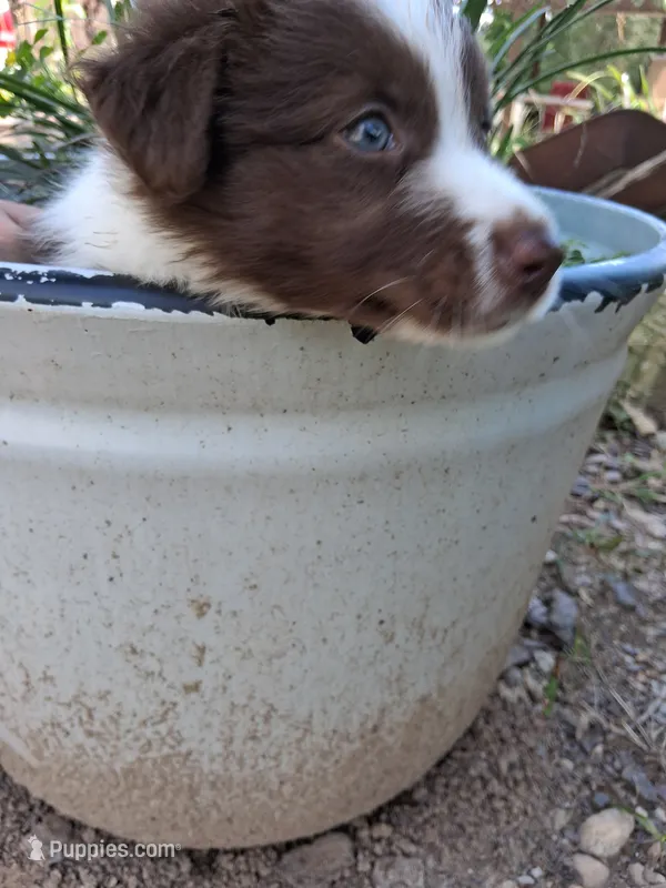 Red tri boy – Australian Shepherd puppy for sale in Asheville, NC