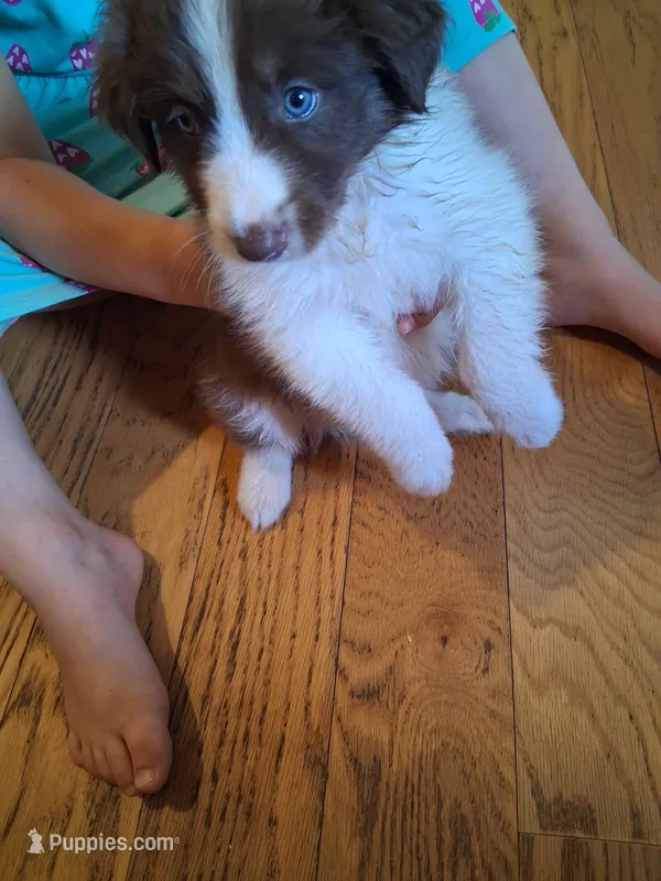 Red tri boy – Australian Shepherd puppy for sale in Asheville, NC