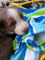 Red tri girl, a female Australian Shepherd for sale in Asheville, NC – 2 of 3