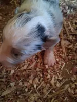 Blue merle boy, a male Australian Shepherd for sale in Asheville, NC – 2 of 2