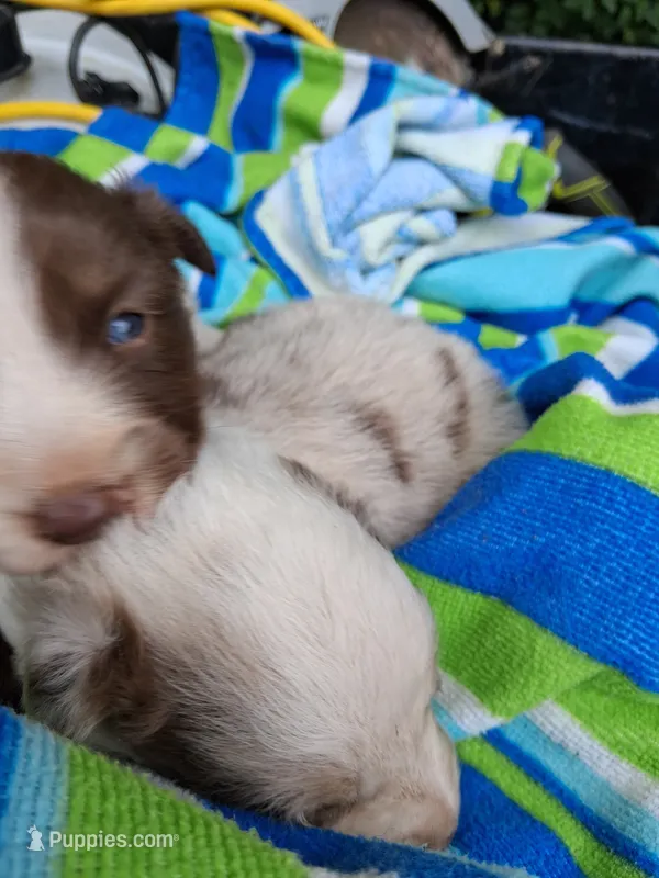 Red merle boy – Australian Shepherd puppy for sale in Asheville, NC