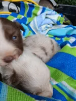 Red merle boy, a male Australian Shepherd for sale in Asheville, NC – 1 of 3