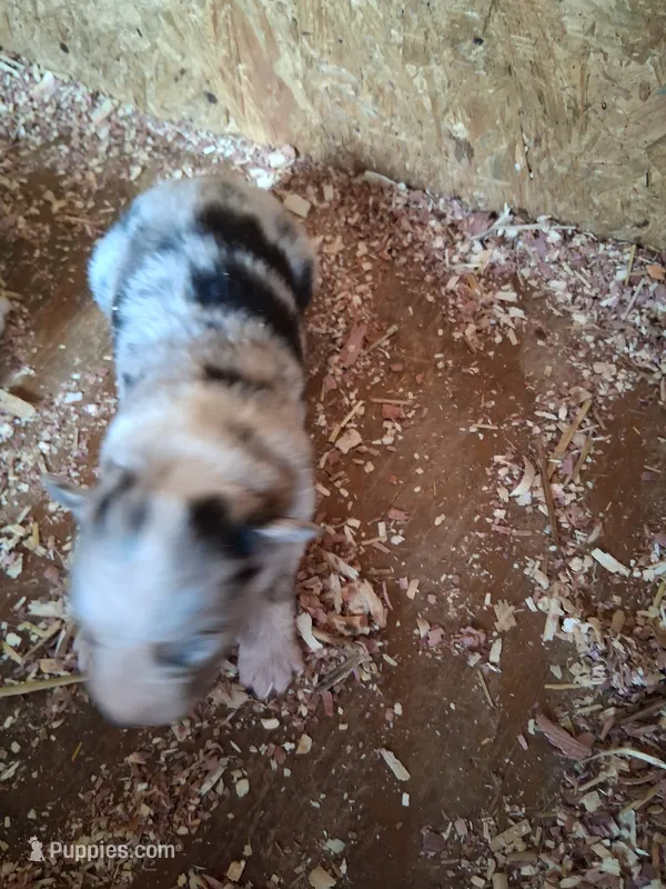 Blue merle boy – Australian Shepherd puppy for sale in Asheville, NC