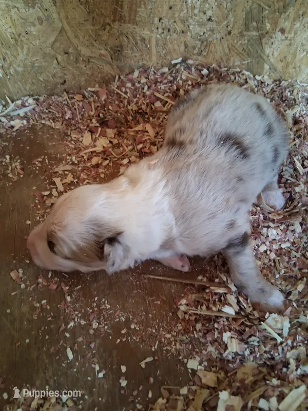 Red Merle boy – Australian Shepherd puppy for sale in Asheville, NC