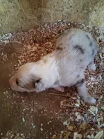 Red Merle boy, a male Australian Shepherd for sale in Asheville, NC – 1 of 1