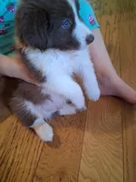 Red tri boy, a male Australian Shepherd for sale in Asheville, NC – 3 of 3