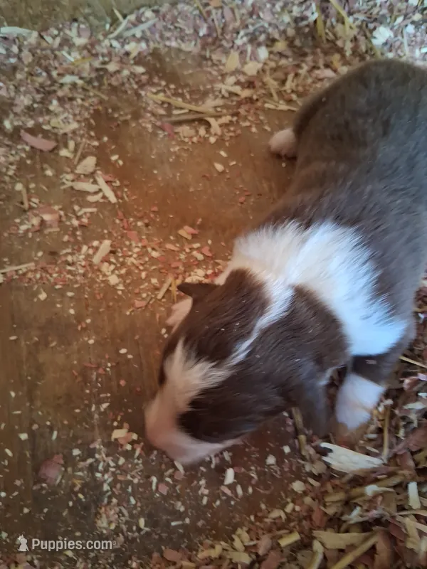 Red tri boy – Australian Shepherd puppy for sale in Asheville, NC