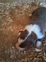 Red tri boy, a male Australian Shepherd for sale in Asheville, NC – 1 of 1