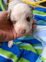 Red merle boy, a male Australian Shepherd for sale in Asheville, NC – 2 of 3